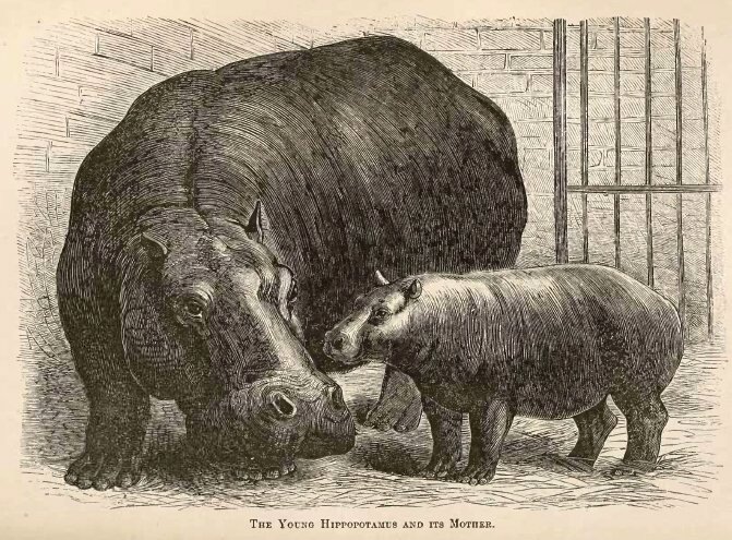 Adhela_and_Guy_Fawkes_1873