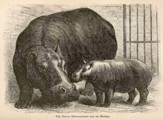 Adhela_and_Guy_Fawkes_1873